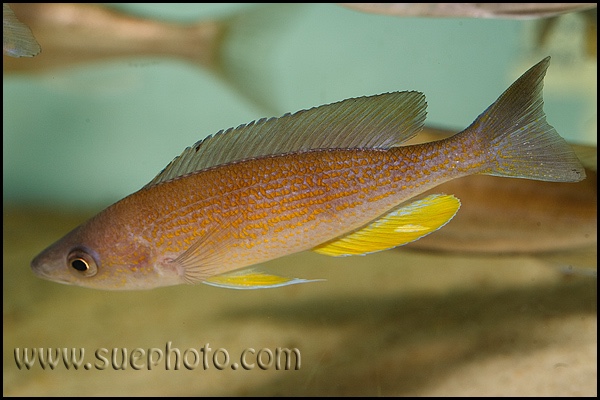 Cyprichromis pavo 'Kantalamba'
